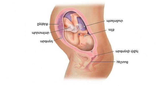 Հղիության 30-րդ շաբաթ