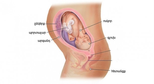 Հղիության 29-րդ շաբաթ