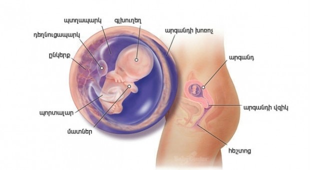 Հղիության 10-րդ շաբաթ