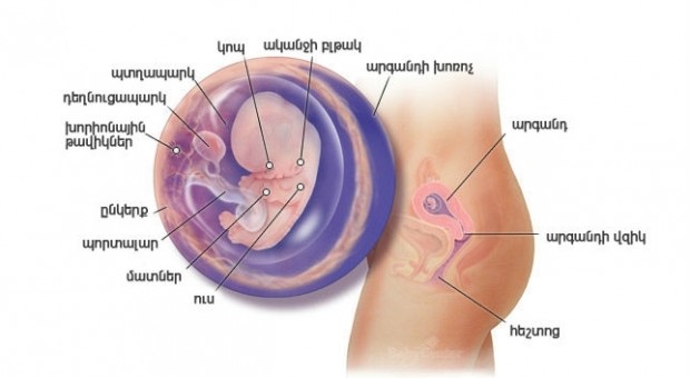 Հղիության 9-րդ շաբաթ