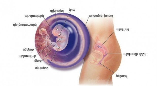 Հղիության 8-րդ շաբաթ