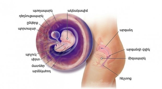 Հղիության 7-րդ շաբաթ
