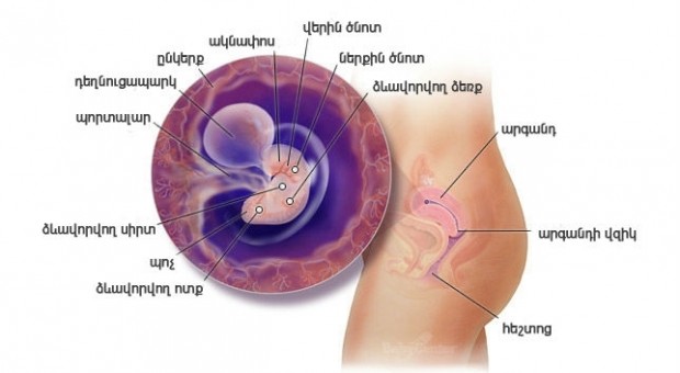 Հղիության 6-րդ շաբաթ