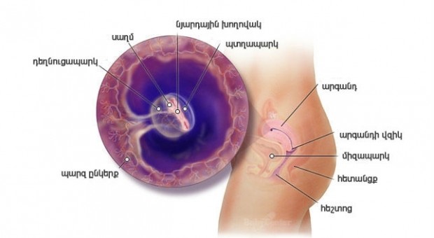 Հղիության 5-րդ շաբաթ