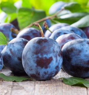 ՍԱԼՈՐ․ օգտակար հատկություններն ու հակացուցումները