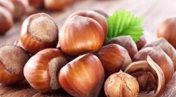 Պնդուկ․ օգտակար հատկությունները