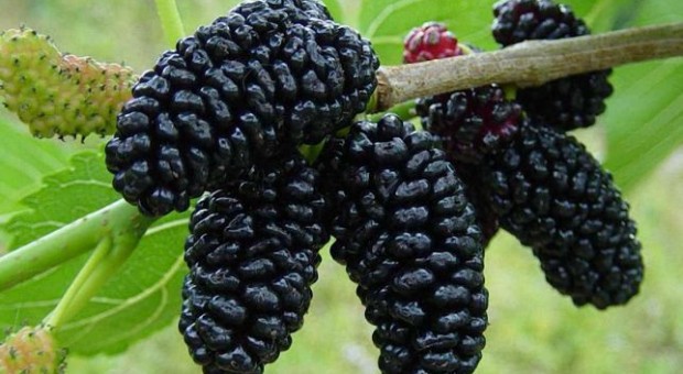 Թութ․ օգտակար և վնասակար հատկությունները