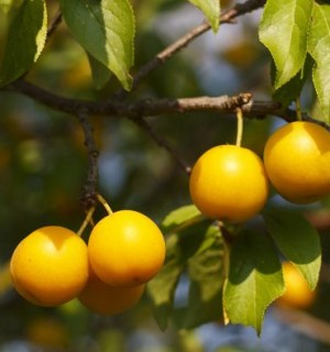 Սալոր (ալիչա)․ օգտակար և վնասակար հատկությունները