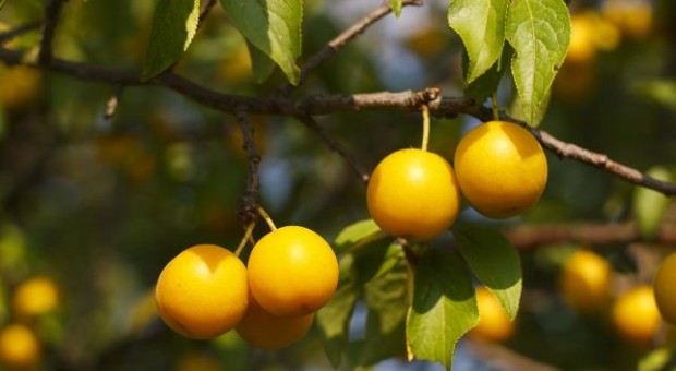 Սալոր (ալիչա)․ օգտակար և վնասակար հատկությունները