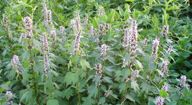 Առյուծագի (պուստիրնիկ)․ օգտակար և վնասակար հատկությունները